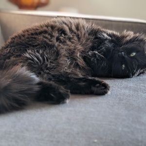 Meet your Posher, Kelsey